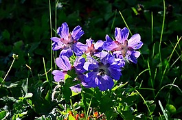 性質(zhì),花卉,植物