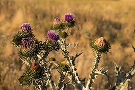 植物,花,性質(zhì)