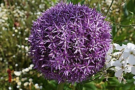 韭菜,花,开花