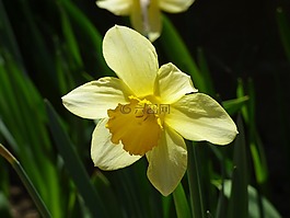 水仙,花,春暖花開