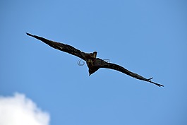 黑鳶,飛行,捕食者