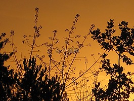 樹(shù)木,晚上,天空