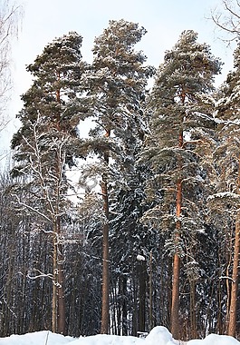 冬季,芬蘭,雪