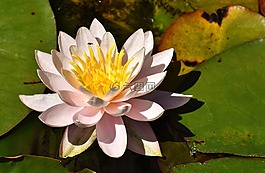 睡蓮,粉紅色,白