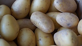 土豆,蔬菜,植物