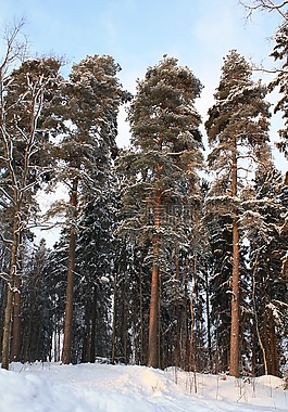 冬季,芬蘭,雪