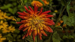 花,花園,植物群