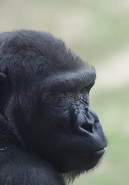 大猩猩,費(fèi)城,動(dòng)物園
