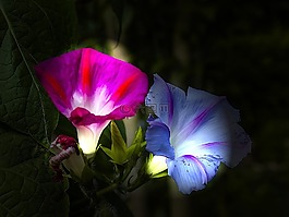 花,花園,開花