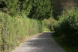 乡村公路,路,走道