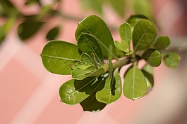 植物,葉,花盆