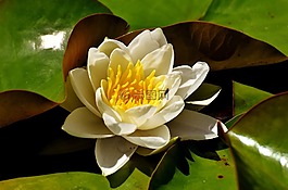 睡莲,白,夏季