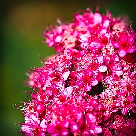 風(fēng)信子,花,鮮花