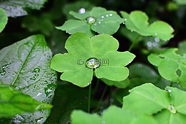 葉子,植物,三葉草