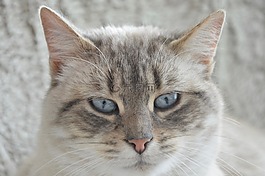 貓,頭貓,貓科動物
