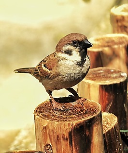 鳥,野生動物,大自然