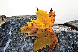 巖,克隆,秋