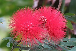 大自然,植物,花