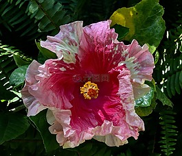 ibisco粉红色,粉红色的花,花