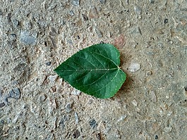 樹(shù),葉綠色,花園