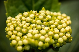 八仙花,年輕,開(kāi)花