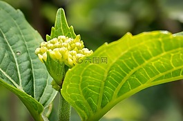 八仙花,年輕,開(kāi)花