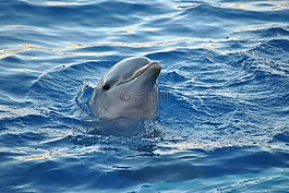 海豚,動物,海