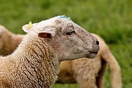 羊,動物世界,動物肖像