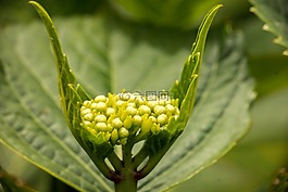 八仙花,年輕,開(kāi)花