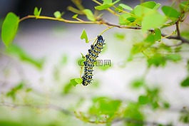 毛蟲,昆蟲,特寫