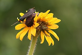 蝴蝶,性質(zhì),花