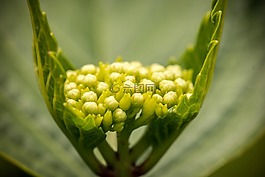 八仙花,年輕,開(kāi)花