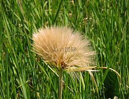 goatsbeard 花,種子,goatsbeard