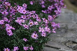 鮮花,粉紅色,性質(zhì)