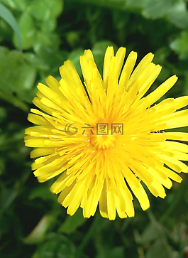 黃色,花,蒲公英