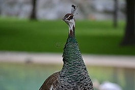 孔雀,鳥,野生動物
