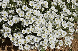 性質(zhì),花卉,植物