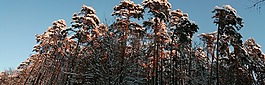 松,冬天,浪漫