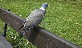 鴿子,鳥,自然