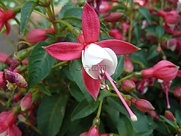 開花,關(guān)閉,花