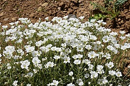 性質(zhì),花卉,植物
