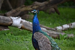 孔雀,鳥,野生動物