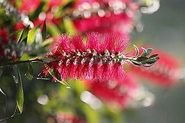 bottlebrush,异国情调的花,红千层