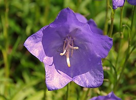 harebell,紫色花,紫色
