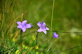 性質(zhì),花卉,植物