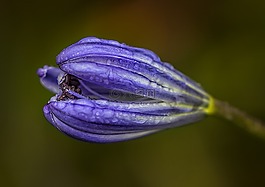 沒(méi)有人,性質(zhì),花