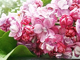 莉莉,花卉,紫色的小花