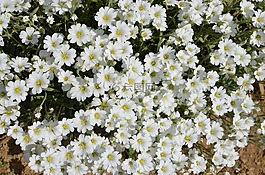 性質(zhì),花卉,植物
