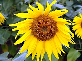 花,廠,太陽花
