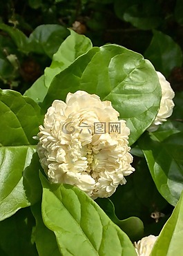 性質(zhì),花,白